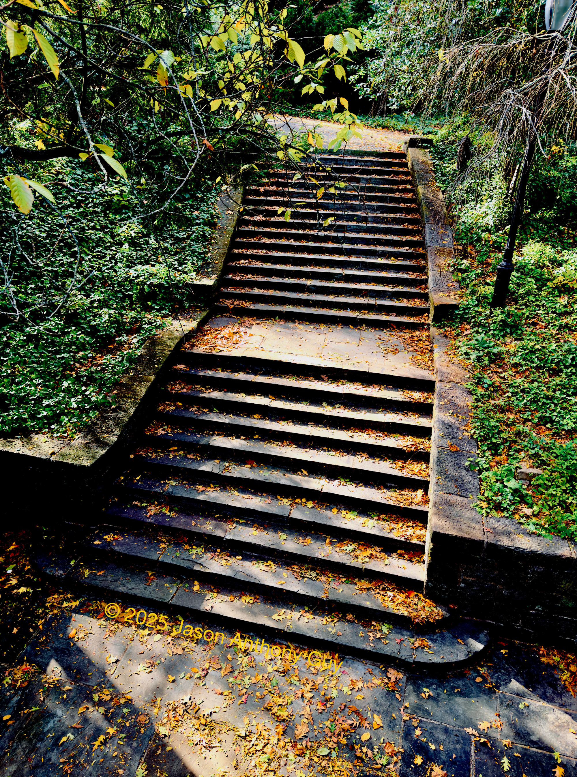 Alt: Photograph of grey concrete stairs from above, with green grass trees on the sides and yellow fall leaves scattered across the scene.